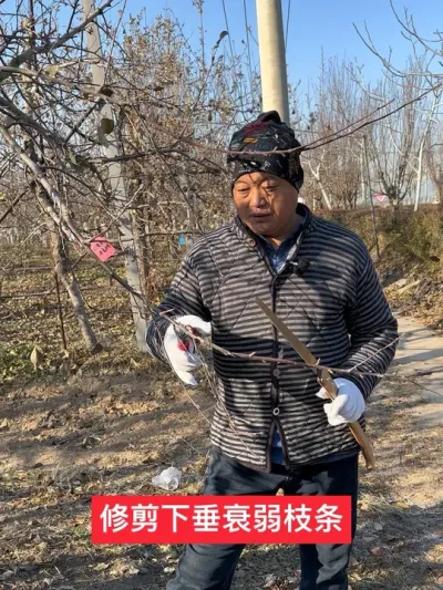 #农业技术推广 #果树管理技术 #新农人计划2025 #病虫害防治 #苹果树修剪