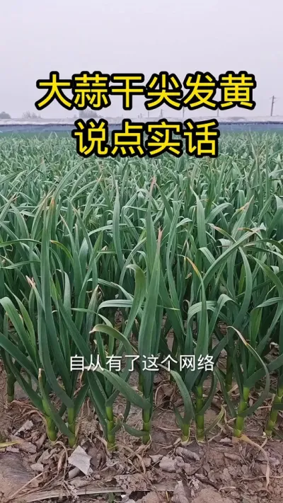 #病虫害防治#肥料#实话实说#抖音助农#农业知识分享服务三农 @抖音三农
