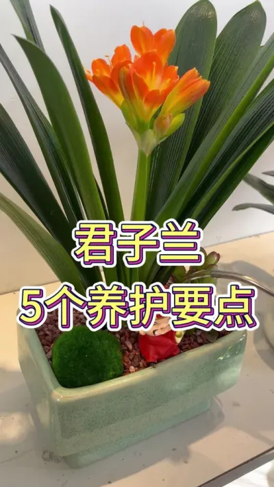 君子兰的养护要点有5个#君子兰 #花卉绿植 #君子兰养殖 #花卉 #养花小知识