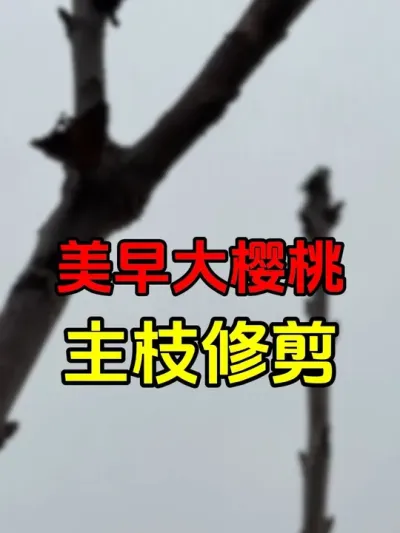 仅供大家参考#大樱桃修剪#美早樱桃 #车厘子树苗 #车厘子