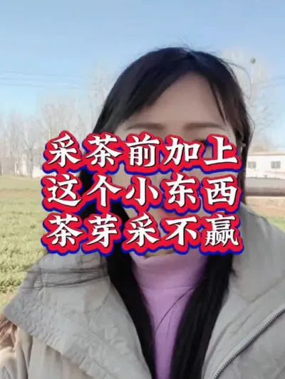 #服务三农支持三农 #春茶采摘 #茶 #茶树种植技术与管理 帮助茶农朋友提质增产