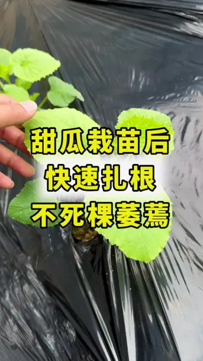 甜瓜栽苗后，快速扎根，不死棵萎蔫！#甜瓜种植 #甜瓜种植技术 #灌根 #农业种植