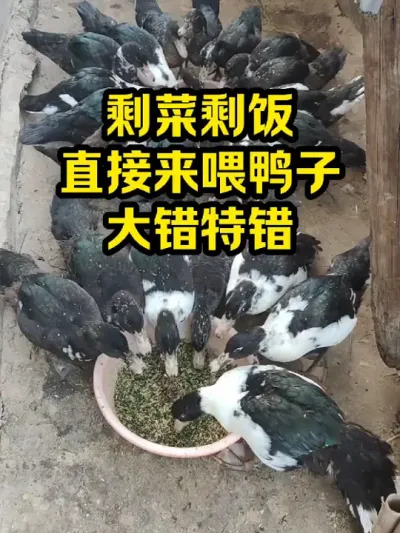 剩菜剩饭，直接来喂鸭子，大错特错 #抖音三农#养鸭#养殖