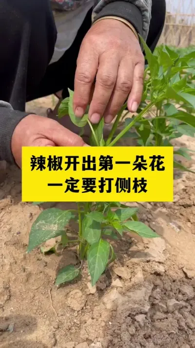 朝天椒适合打顶，其他辣椒适合打侧枝#分享农业知识帮农民增产增收 #三农 #农业种植技术