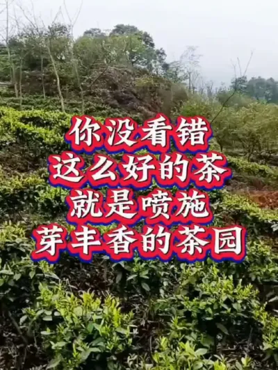 #抖音助农扶农 #春茶采摘 #茶树种植技术与管理 #茶园管理