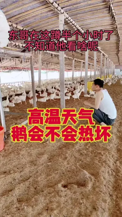 高温天气养鹅，鹅会不会热坏？#养鹅 #鹅苗 #狮头鹅 #养鹅技术 #养鹅人