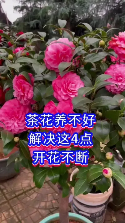 茶花开花小技巧#茶花 #英子园艺 #养花小知识