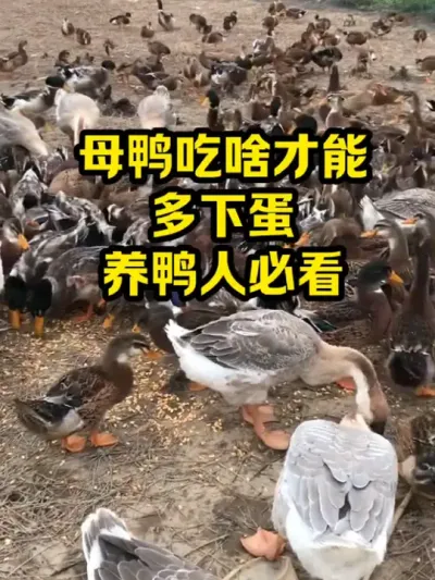 母鸭吃啥才能，多下蛋，养鸭人必看 #抖音三农#养殖#养鸭
