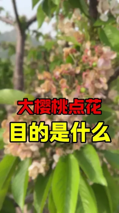 大樱桃点花的目的是什么#大樱桃种植管理 #车厘子大樱桃 #大樱桃授粉 #大樱桃树苗