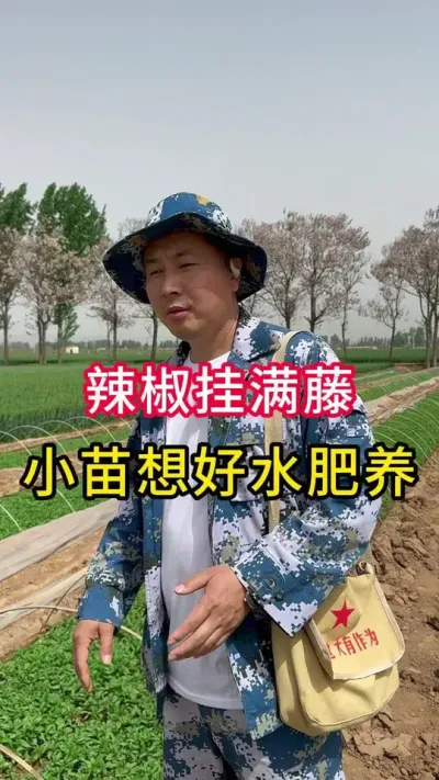 辣椒管理#辣椒高产 #增产增收小配方 #辣椒提苗壮根叶面肥 #农业种植 #辣椒苗