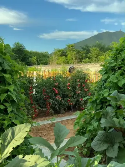 别人逛街我种菜，自从开始种菜就过上了与众不同的生活，各有精彩 #我的小菜园 #田园生活 #在家种菜