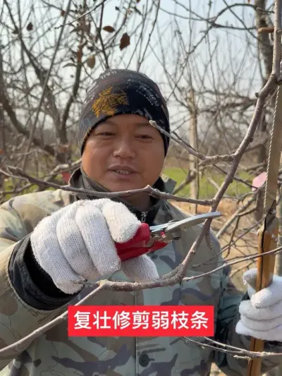 #农业技术推广 #果树管理技术 #病虫害防治 #抖音助农 #新农人计划2025