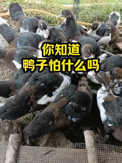 你知道鸭子，怕什么吗 #抖音三农#养殖#养殖