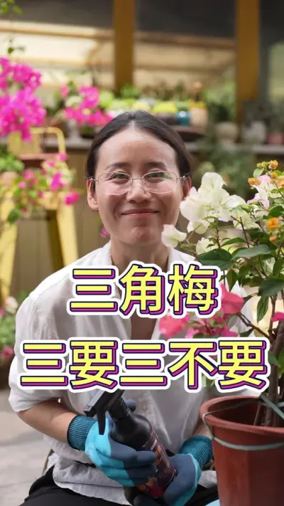 三角梅三要三不要#三角梅#三角梅养护 #养护小知识 #养花人的乐趣 #养花小知识
