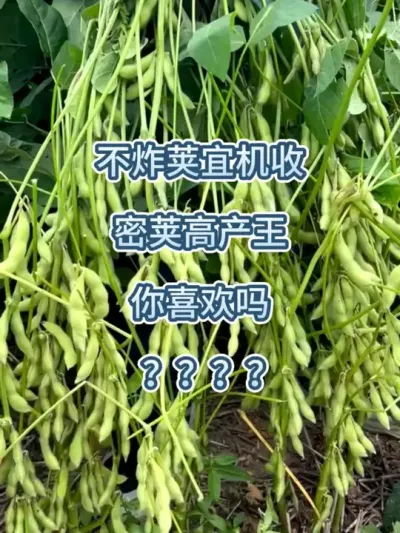 不炸荚宜机收，密荚高产王 #服务三农支持三农 #抖音助农 #农业种植 #大豆高产 #高产大豆