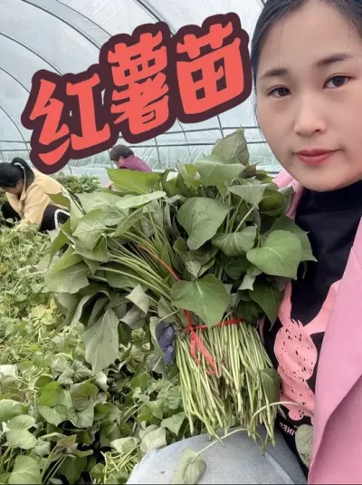 红薯苗出货#红薯种植 #记录我的农村生活 #红薯苗