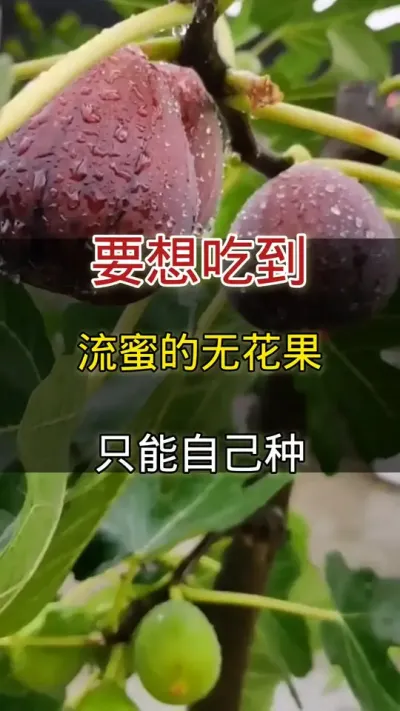 想要吃到流蜜的无花果#无花果#家庭种植