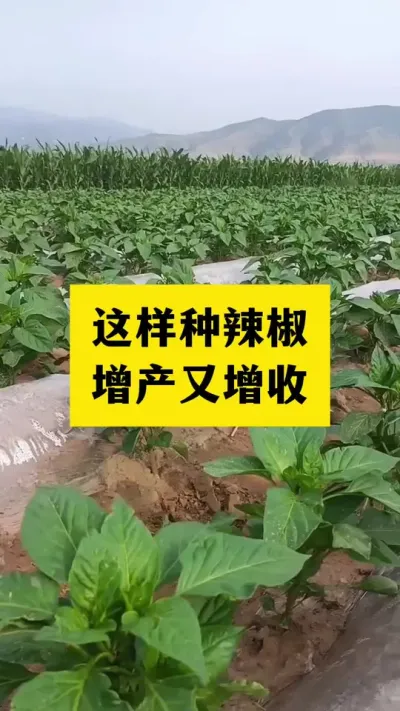 辣椒种植这样管理增产又增收#分享农业知识帮农民增产增收 #三农 #辣椒种植技术