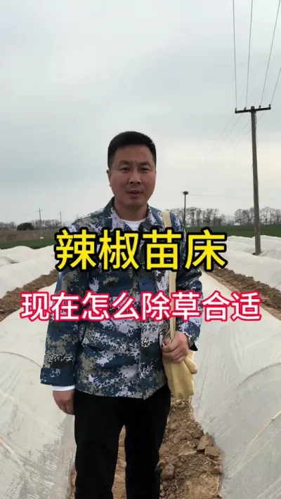 #传播农业小知识 #技术分享 #辣椒育苗#分享农业知识帮农民增产增收 #关注我每天为你分享更多农业知识