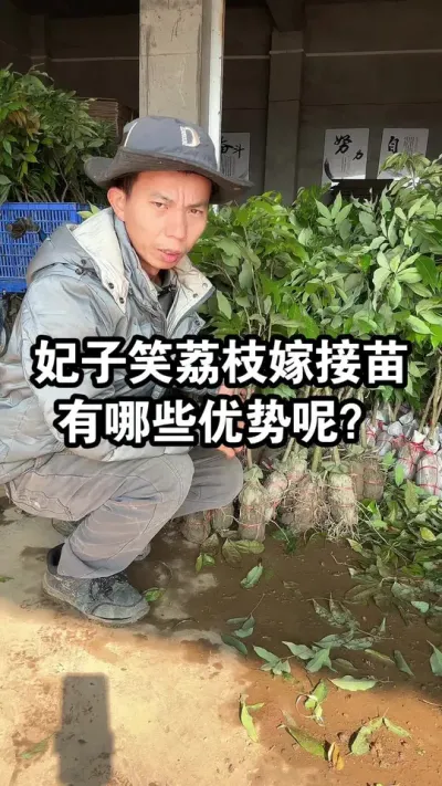 妃子笑荔枝嫁接苗有哪些优势呢？ #妃子笑荔枝 #妃子笑 #荔枝苗