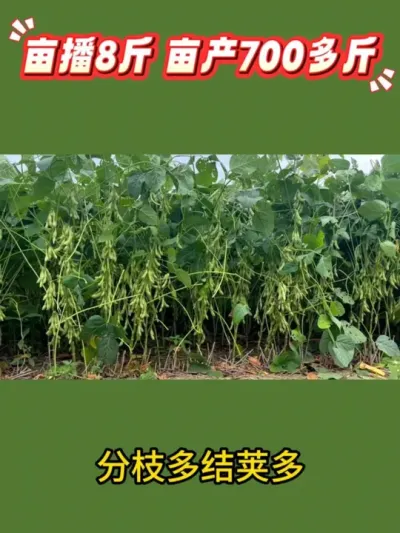 亩播8斤，亩产700多斤 #服务三农支持三农 #抖音助农 #农业种植 #大豆高产 #高产大豆