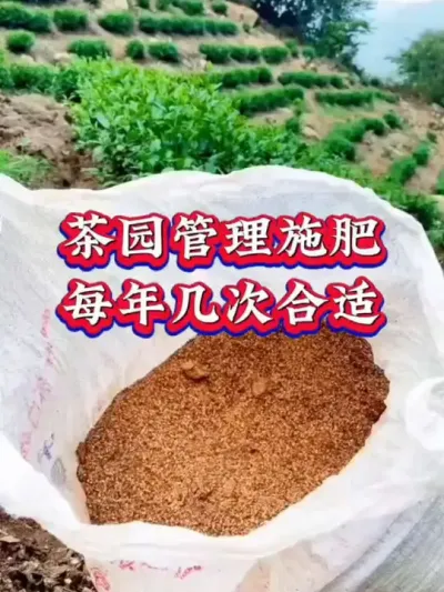 #服务三农支持三农 #抖音助农扶农 #茶树种植技术与管理 #茶 #茶树施肥