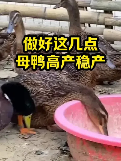 做好这几点，母鸭高产稳产 #抖音三农#养鸭#养殖