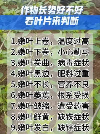 作物长势好不好，看叶片来判断#分享农业知识帮农民增产增收 #农业种植技术 #抖音助农