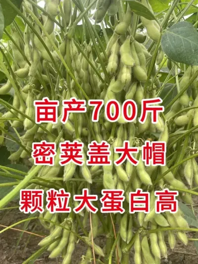 2025最新国审，今年就种它增产增收不是梦! #三农流量扶持计划 #抖音助农 #大豆种植 #产量特别高 #增产增收才是硬道理