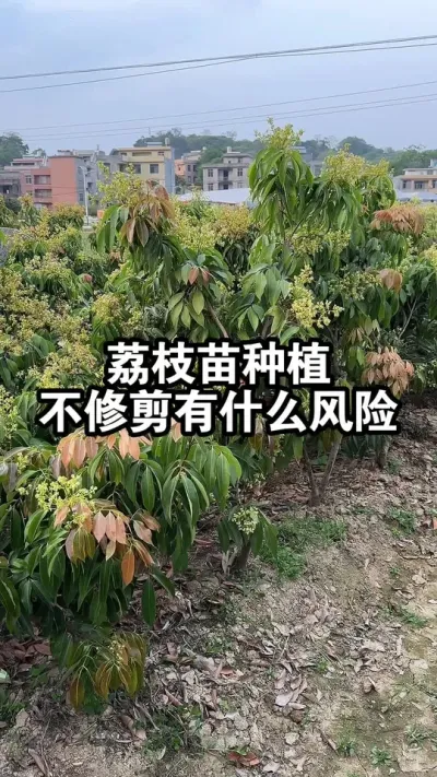 荔枝苗移植后不修剪，有什么风险呢？ #荔枝苗#桂味荔枝#果苗供应