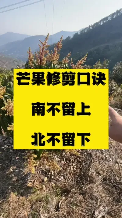 芒果修剪口诀，南不留上北不留下 #农业技术推广 #种植小技巧 #芒果修剪
