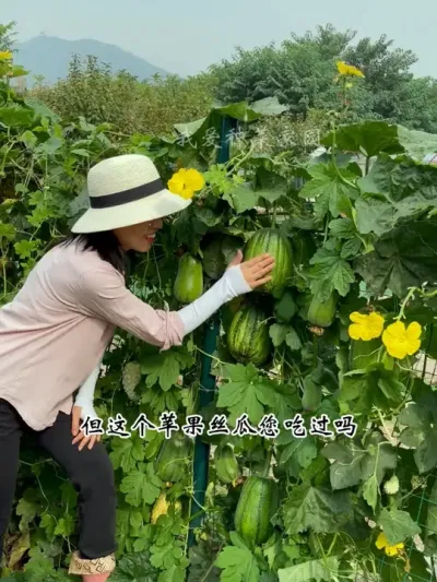 苹果丝瓜好吃好看又好种，你也试试吧 #田园生活 #我的菜园子 #苹果丝瓜