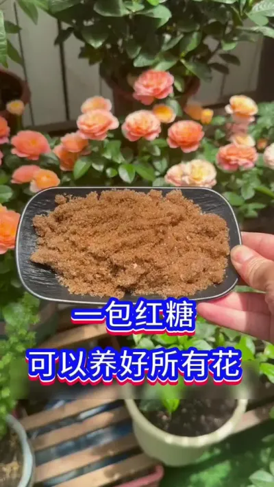 红糖养花的好处#养花小知识 #花卉绿植 #英子园艺