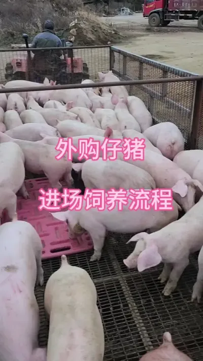 #养猪人加油干 #自繁自养母猪 #农村养猪人 #三农