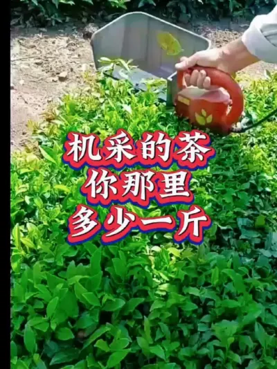 #茶树种植技术与管理 #茶