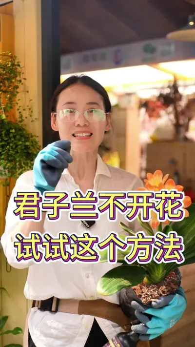 君子兰不开花，试试这个方法#君子兰 #君子兰不开花#养花小知识 #养花的乐趣#养花我是认真的