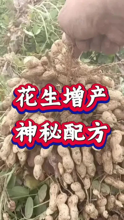 花生增产神秘技术#花生种植 #花生高产 #种花生 #花生种植管理技术 #花生高产种植