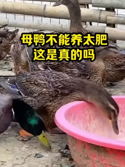 母鸭不能养太肥，是真的吗 #抖音三农#养鸭#养殖
