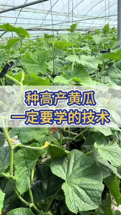 种高产黄瓜，一定要学的技术 #三农 #黄瓜种植 #黄瓜高产种植 #服务三农支持三农 #黄瓜种植与管理