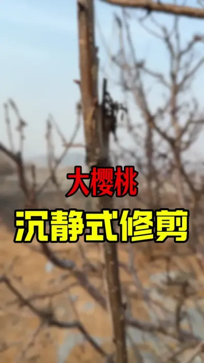 不说话是不是会好点#大樱桃修剪 #车厘子树苗 #果树管理 #车厘子大樱桃