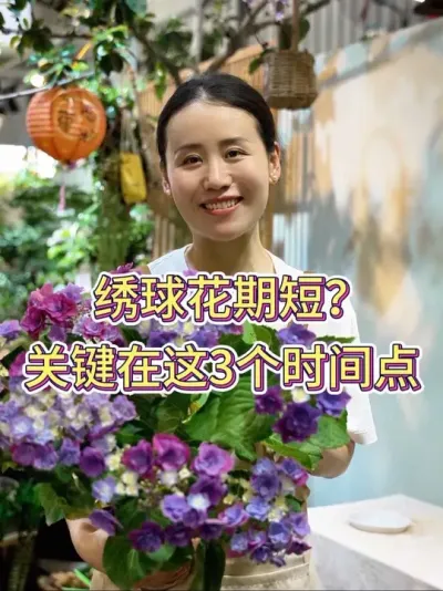 绣球花期短？关键在这3个时间点#绣球 #绣球花 #绣球养护 #花卉绿植 #养花小知识