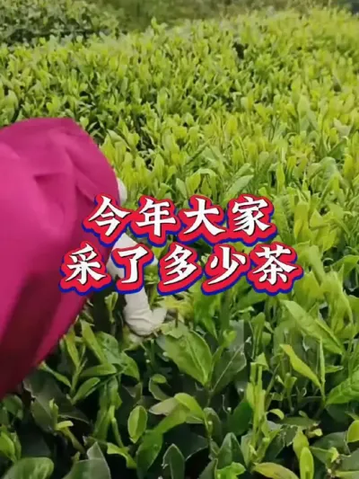 #茶树种植技术与管理 #服务三农支持三农 #茶 #茶叶采摘 #芽丰香