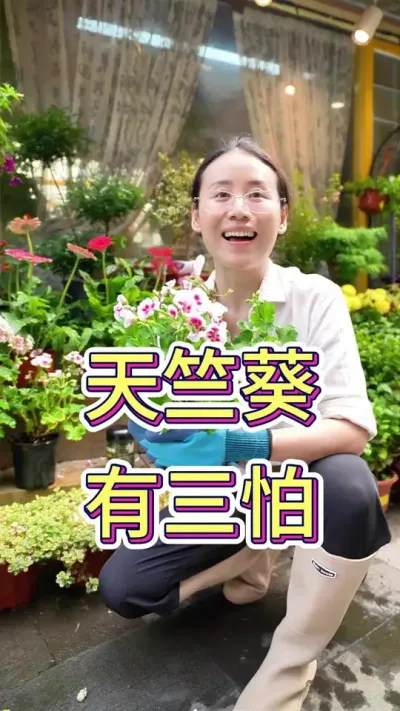 天竺葵有三怕#天竺葵怎样养护 #养花小知识 #养花我是认真的 #养花我是认真的 #养花修心