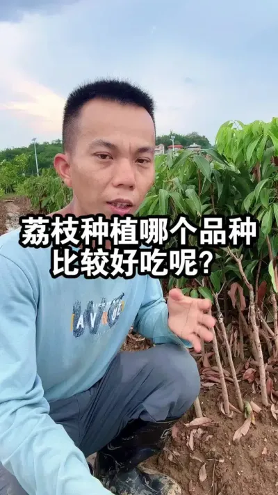 荔枝种植哪个品种比较好吃呢？跟大家说说5个荔枝品种特点 #妃子笑荔枝 #桂味荔枝 #仙进奉荔枝 #果树种植