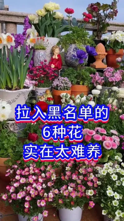 6种超难养的花，新手小白谨慎入#养花小知识 #爱生活爱养花 #我的花花草草🌸🌸