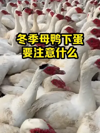 冬季母鸭下蛋，要注意什么 #抖音三农#养鸭#养殖