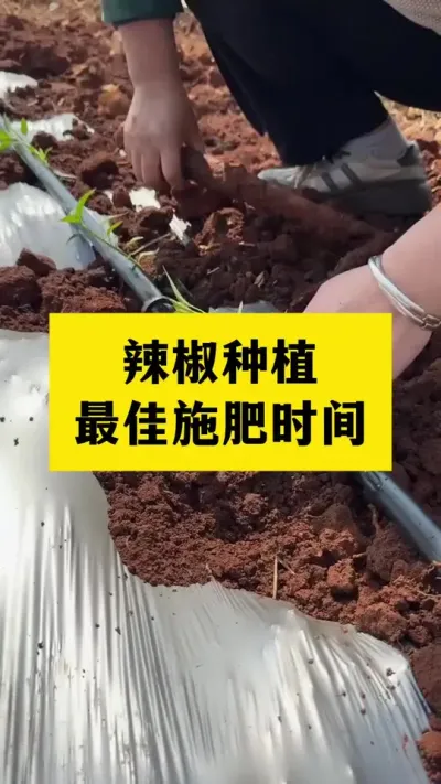 种辣椒不同时期最佳施肥时间你知道吗#分享农业知识帮农民增产增收 #农业种植技术 #三农