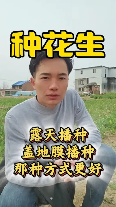 花生是露天播种好还是盖地膜播种好？#花生种植 #花生种植管理技术 #种花生 #花生高产
