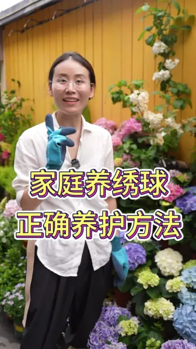 家庭养绣球，正确养护方法#养花小知识 #花卉绿植 #养花我是认真的 #绣球#绣球花的快乐