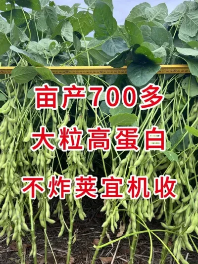 亩产700多斤大粒高蛋白 #三农 #三农流量扶持计划 #抖音助农 #大豆种植 #产量特别高